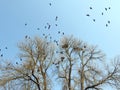 Crow birds and nests in tree, Lithuania Royalty Free Stock Photo