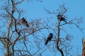 Crow birds sitting on bare tree branch on blue sky Royalty Free Stock Photo