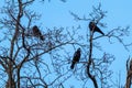 Crow birds sitting on bare tree branch on blue sky Royalty Free Stock Photo