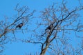 Crow birds sitting on bare tree branch on blue sky Royalty Free Stock Photo