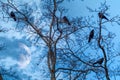 Crow birds on tree branch with half moon in clouds Royalty Free Stock Photo