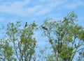 Crow birds on tree branches, Lithuania Royalty Free Stock Photo