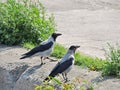 Crow birds Royalty Free Stock Photo