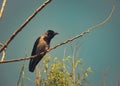 A crow or a black bird sitting on a tree branch Royalty Free Stock Photo