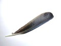 Crow feather in white background Royalty Free Stock Photo