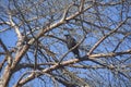 crow on a branch Royalty Free Stock Photo