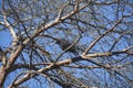 crow on a branch Royalty Free Stock Photo