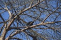 crow on a branch Royalty Free Stock Photo