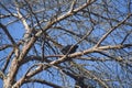 crow on a branch Royalty Free Stock Photo