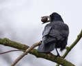 Crow on a Branch with a Nut in Its Beak Royalty Free Stock Photo