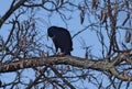 A crow on a branch is trying to crack a walnut Royalty Free Stock Photo