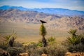 Crow on the Cactus, Joshua Tree National Park, California