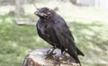 Crow captive Royalty Free Stock Photo