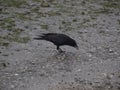 A crow catches dinner at low tide