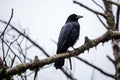 crow cawing on a tree branch in overcast sky