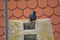 Crow on the chimney