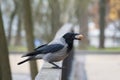 Crow in the city park holds nut in the beak