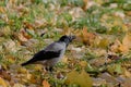 Crow closeup in autumn