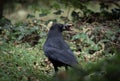 A crow closeup on a cemetery in Jena at summer, copy space