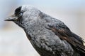 Crow closeup - feather details - blue eyes, blurry background