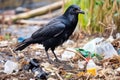 a crow collecting discarded plastic for its nest Royalty Free Stock Photo