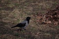 crow corvids frequenters of parks and fields