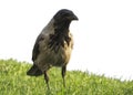 Crow, Corvus monedula, single bird on a meadow. Crows isolate on a white background
