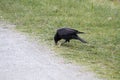 A crow cracking and eating a nut Royalty Free Stock Photo