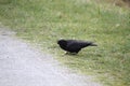 A crow cracking and eating a nut Royalty Free Stock Photo
