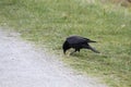 A crow cracking and eating a nut Royalty Free Stock Photo