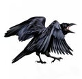 Crow croaks realistic drawing Royalty Free Stock Photo