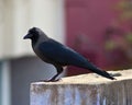 Crow