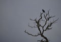 A crow in a dead tree