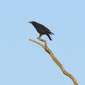 Crow on dead tree Royalty Free Stock Photo