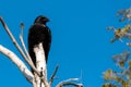 Crow On A Dead Tree Royalty Free Stock Photo