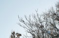 a crow on a distant tree branch