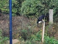 Crow drinking water from the tap Royalty Free Stock Photo