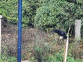 Crow drinking water from the tap Royalty Free Stock Photo