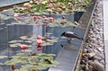 A crow drinks water from a pond