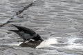 Crow drinks water from a puddle Royalty Free Stock Photo
