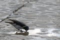 Crow drinks water from a puddle Royalty Free Stock Photo