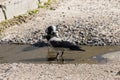 Crow drinks water from a puddle on the pavement Royalty Free Stock Photo