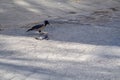 Crow eating dead pigeon parts Royalty Free Stock Photo