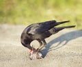 Crow eating a fish