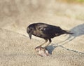 Crow eating a fish