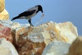 Crow eating fish guts Royalty Free Stock Photo