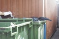 Crow eating garbage in the street