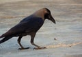 Crow eating Grains