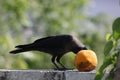 Crow Eating Papaya Royalty Free Stock Photo
