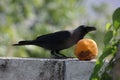 Crow Eating Papaya Royalty Free Stock Photo